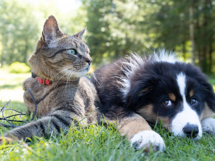Generic dog & cat