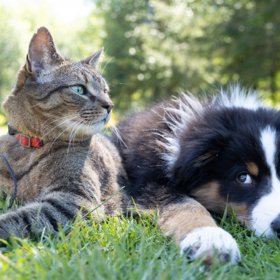 Generic dog & cat