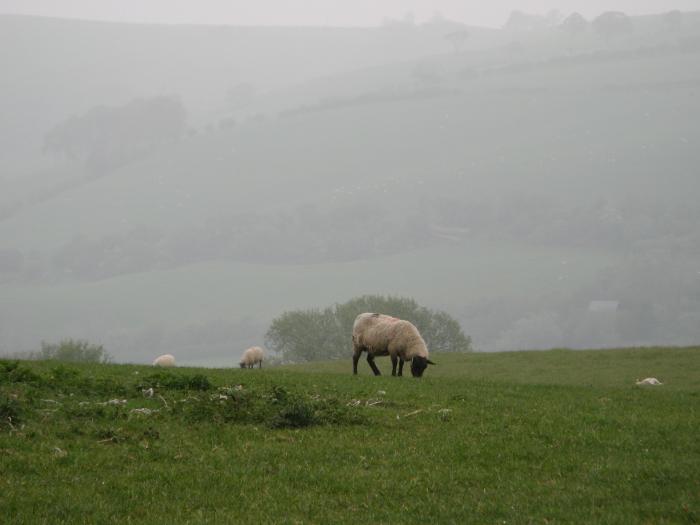 Sheep on the hills